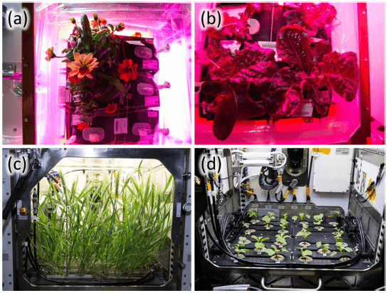 Growing chambers for use in space under efficiency-optimized red and blue light (a and b), and under broad spectrum white light (c and d)
