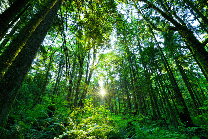 A lush green forest with tall trees, symbolizing sustainability and environmental conservation.