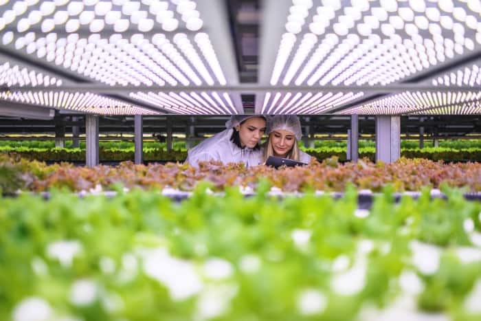 It was through the effort of growers and horticultural research institutes that the industry determined that broad-spectrum white light rather than a combination of royal blue and deep red produced equal or better results.